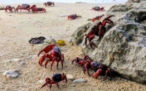 Gruppenreise nach Christmas Island, Indischer Ozean Australien